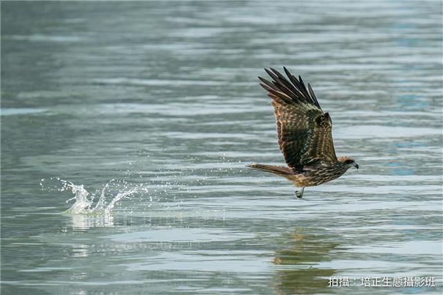 黑鳶